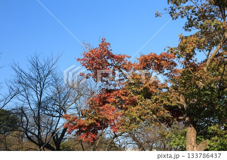 埼玉県上尾市の丸山公園の紅葉風景 133786437