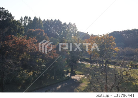 埼玉県上尾市の丸山公園の風景 133786441