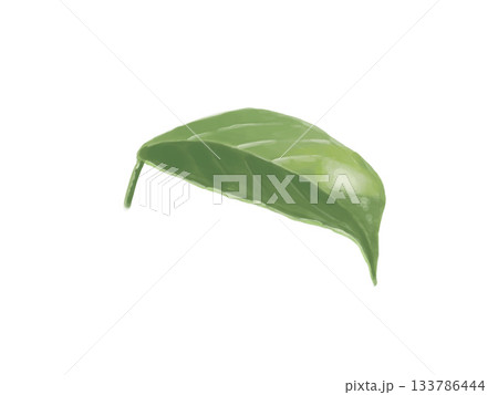 手描きの緑の葉・シンプルな植物イラスト素材 133786444