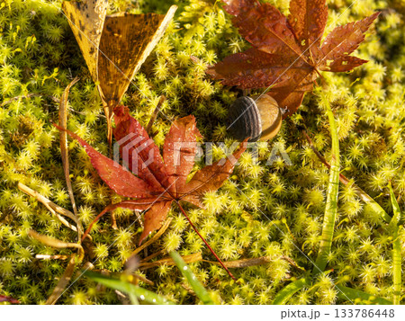 苔の上に落ちた紅葉とドングリ 苔の上に落ちた紅葉とドングリ 133786448