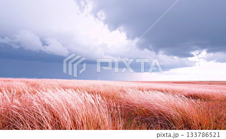 Pink Feather Grass Meadow under Dramatic Gray and Purple Storm Clouds at Sunset 133786521