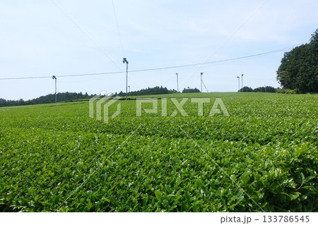 茶畑　茶葉 133786545