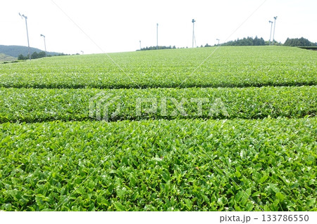 茶畑　茶葉 133786550