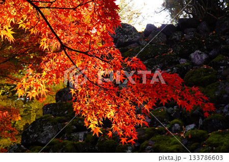 小諸城址懐古園の紅葉 133786603