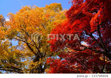 小諸城址懐古園の紅葉 小諸城址懐古園の紅葉 133786608