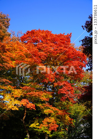 小諸城址懐古園の紅葉 小諸城址懐古園の紅葉 133786611