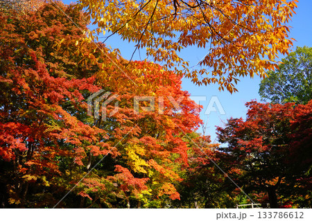 小諸城址懐古園の紅葉 小諸城址懐古園の紅葉 133786612