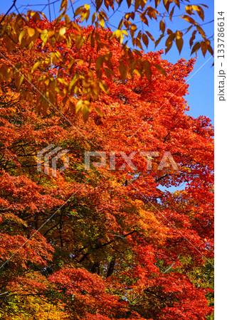 小諸城址懐古園の紅葉 小諸城址懐古園の紅葉 133786614