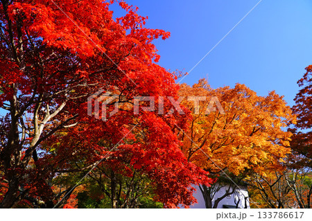 小諸城址懐古園の紅葉 小諸城址懐古園の紅葉 133786617