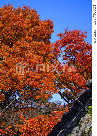 小諸城址懐古園の紅葉 小諸城址懐古園の紅葉 133786621