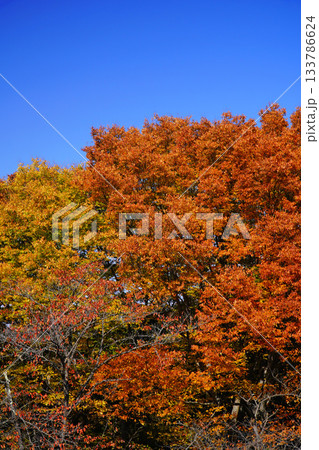 小諸城址懐古園の紅葉 小諸城址懐古園の紅葉 133786624