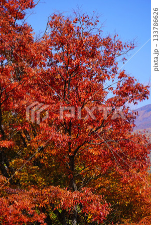 小諸城址懐古園の紅葉 小諸城址懐古園の紅葉 133786626