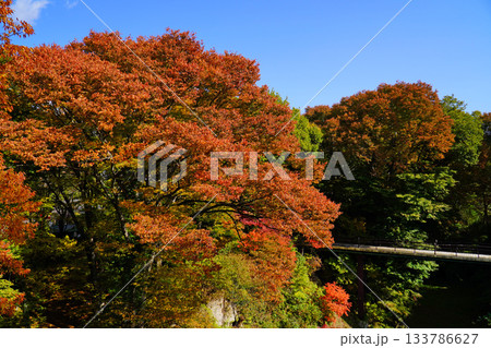 小諸城址懐古園の紅葉 小諸城址懐古園の紅葉 133786627