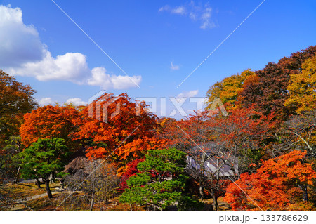 小諸城址懐古園の紅葉 小諸城址懐古園の紅葉 133786629