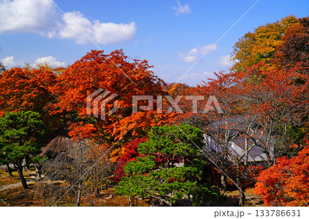 小諸城址懐古園の紅葉 小諸城址懐古園の紅葉 133786631