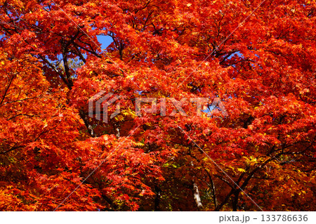 小諸城址懐古園の紅葉 小諸城址懐古園の紅葉 133786636