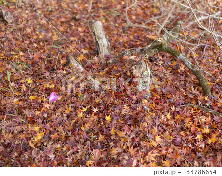 地面に積もった紅葉の落葉 133786654