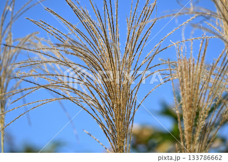 晩秋のススキ 133786662