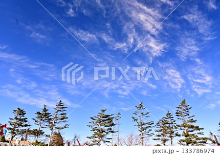 晩秋の美ヶ原高原美術館屋外展示場のカラマツと白い雲 133786974