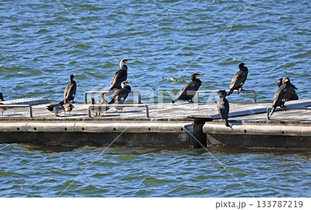 桟橋に集まるカワウとカモの群れ 桟橋に集まるカワウとカモの群れ 133787219