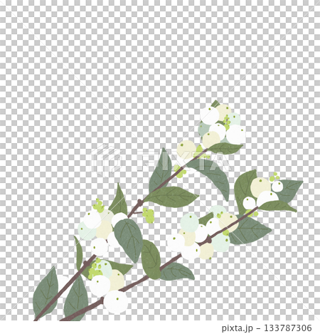 Symphorical postcard for wedding bouquet. Transparent background. Symphorical postcard for wedding bouquet. Transparent background. 133787306