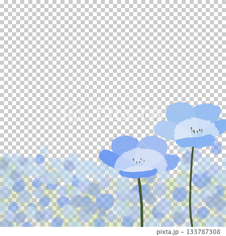 A cluster of nemophila flowers, a blue carpet A cluster of nemophila flowers, a blue carpet 133787308
