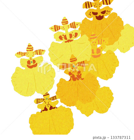 オンシジューム、蘭の花（群雀蘭）背景透明 133787311
