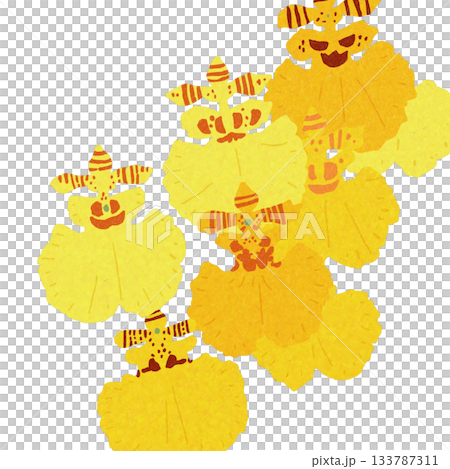 オンシジューム、蘭の花（群雀蘭）背景透明 133787311