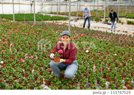 Young woman worker sitting down holding a pot of geranium flower in greenhouse Young woman worker sitting down holding a pot of geranium flower in greenhouse 133787529