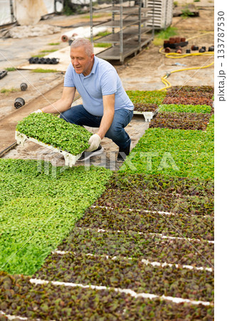 Adult man posing with planted basil Adult man posing with planted basil 133787530