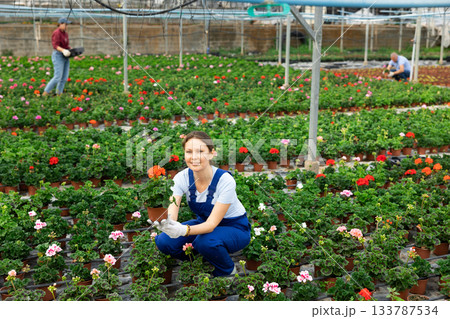 Middle aged woman worker sitting down holding a pot of geranium in greenhouse Middle aged woman worker sitting down holding a pot of geranium in greenhouse 133787534