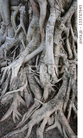 big trunk of banyan, brown old root tree big trunk of banyan, brown old root tree 133787645