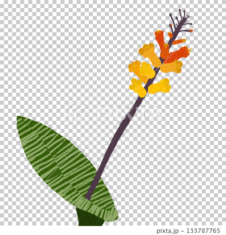 Muscari-like Lachenalia 133787765