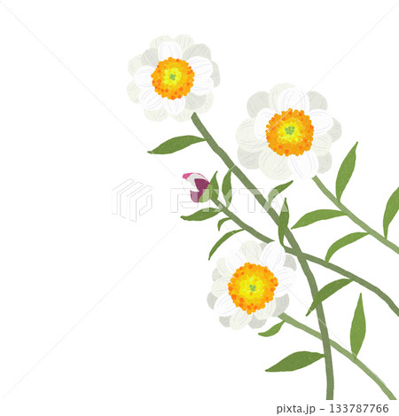 白いハナカンザシの花 133787766