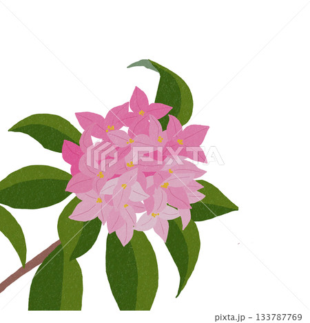 ジンチョウゲ 133787769