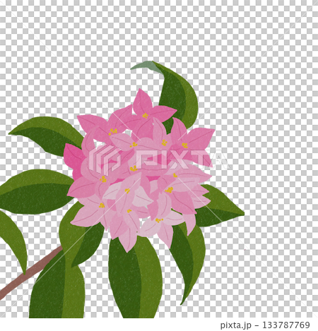 ジンチョウゲ 133787769