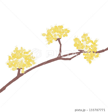 サンシュユの花 133787771