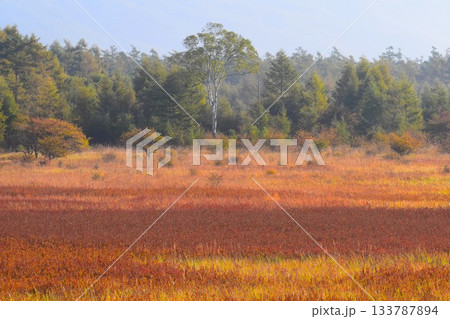 小田代原の貴婦人と草紅葉　【小田代ヶ原の貴婦人】　　※中央に「貴婦人」 133787894