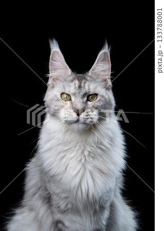 Adult Maine Coon Cat Portrait 133788001
