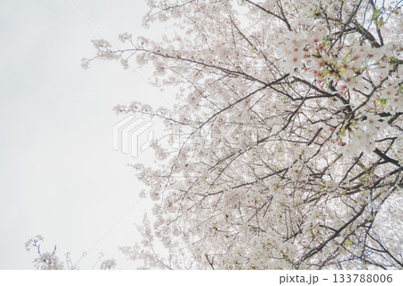 various various 133788006