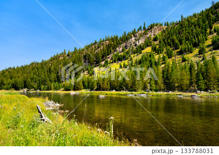 The calm Madison River in Yellowstone National Park. Tall green grass and a log line the bank, with a forested hill under a clear blue sky. Represents nature, wilderness, and fly fishing The calm Madison River in Yellowstone National Park. Tall green grass and a log line the bank, with a forested hill under a clear blue sky. Represents nature, wilderness, and fly fishing 133788031