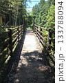 新緑に包まれた熊野古道の道 133788094