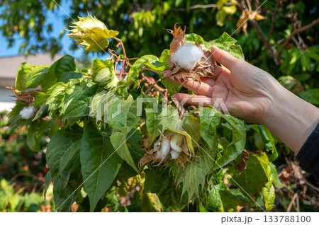Someone hand touching a cotton from cotton tree. Cotton is a natural fibre that grows on a plant. This plant produces fluffy fibres to protect its seeds and help them disperse in the wind. 133788100