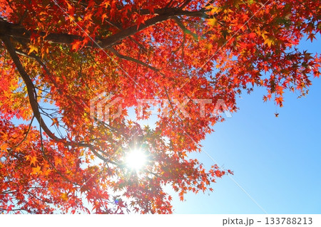 もみじ　紅葉　樹木　太陽 133788213