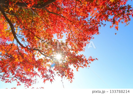 もみじ　紅葉　樹木　太陽 133788214