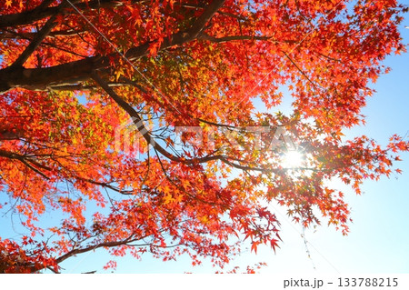 もみじ　紅葉　樹木　太陽 133788215