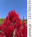 ケイトウの花 133788250