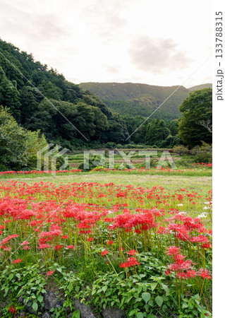 里山に咲く彼岸花 里山に咲く彼岸花 133788315