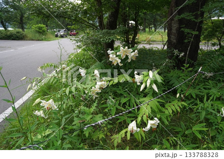 群馬県榛名高原　道路脇に咲く、満開のヤマユリ　2025年7月25日 133788328