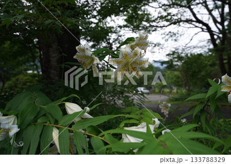 群馬県榛名高原　道路脇に咲く、満開のヤマユリ　2025年7月25日 133788329